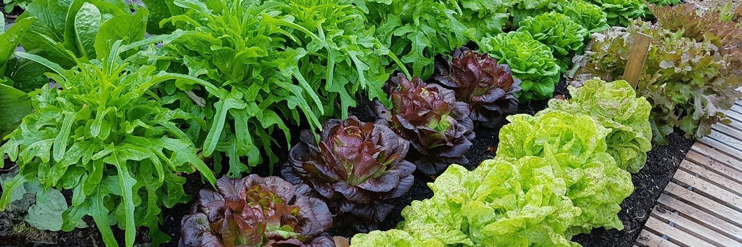 Verschiedene Salate wachsen in Reihen im Freilandanbau.