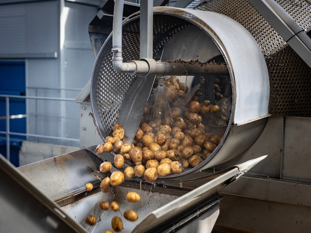 Gewaschene Kartoffeln fallen aus der Waschtrommel zum weiteren Transport auf ein Laufband.