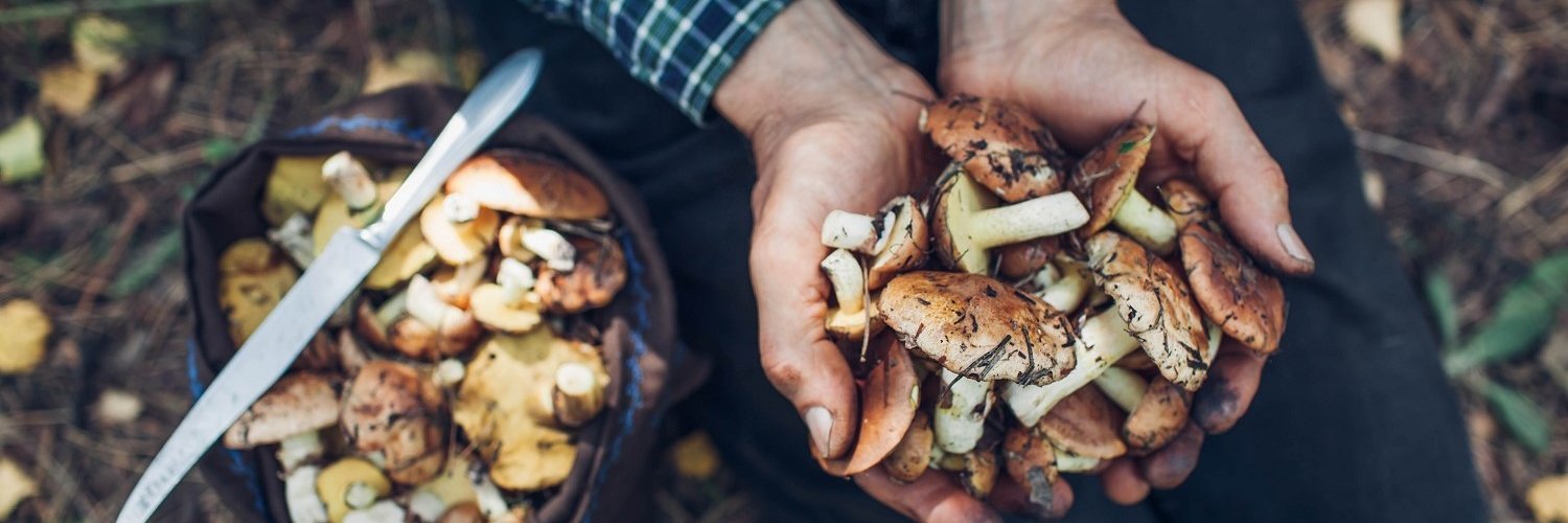 Männerhände halten im Wald gesammelte Pilze. Daneben steht ein Korb gefüllt mit Pilzen.  