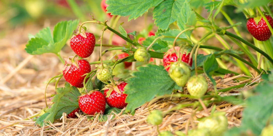 Erdbeeren wachsen an einer Erdbeerpflanze auf einer Strohunterlage.. Artikel "Erdbeeren: Auf dem Acker" öffnen.
