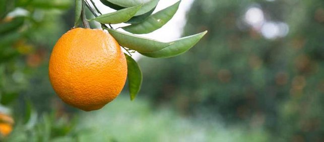 Orange - Alles über die Zitrusfrucht