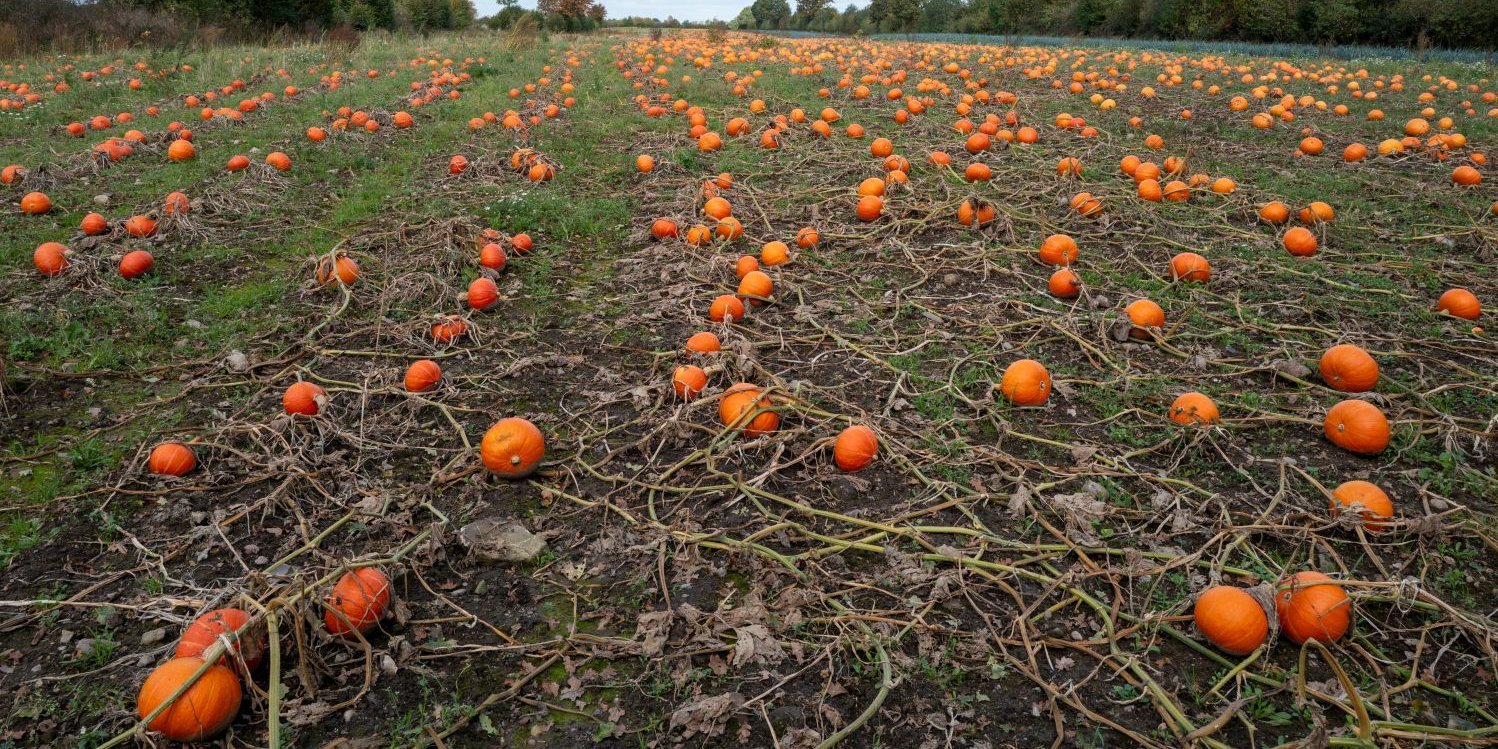 Auf einem Acker liegen viele reife, orangene Kürbisse.. Artikel "Kürbisse: Auf dem Acker" öffnen.