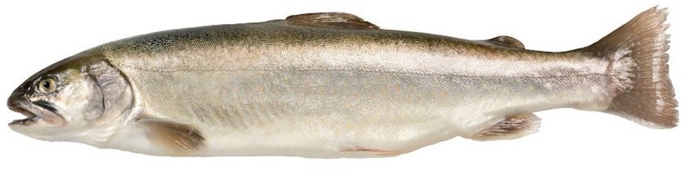 Ein ganzer Fisch: Saibling.
