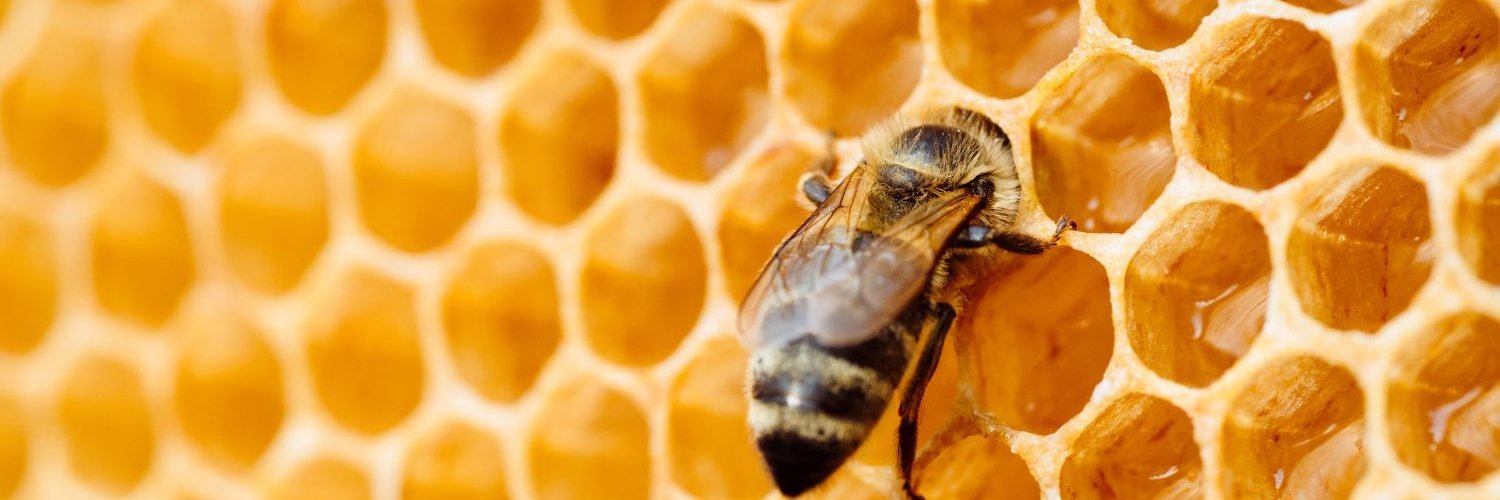 Eine Biene sitzt auf einer Wabe