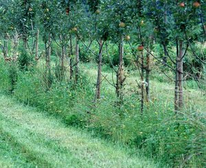 Öko-Apfelplantage