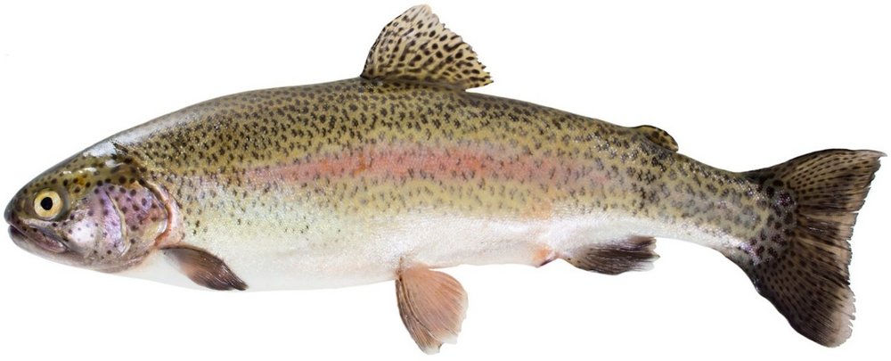 Ein ganzer Fisch: Regenbogenforelle.