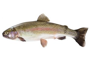 Ein ganzer Fisch: Regenbogenforelle.