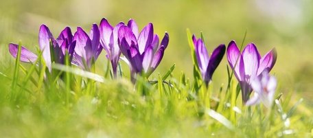 Violette Krokusse im Rasen