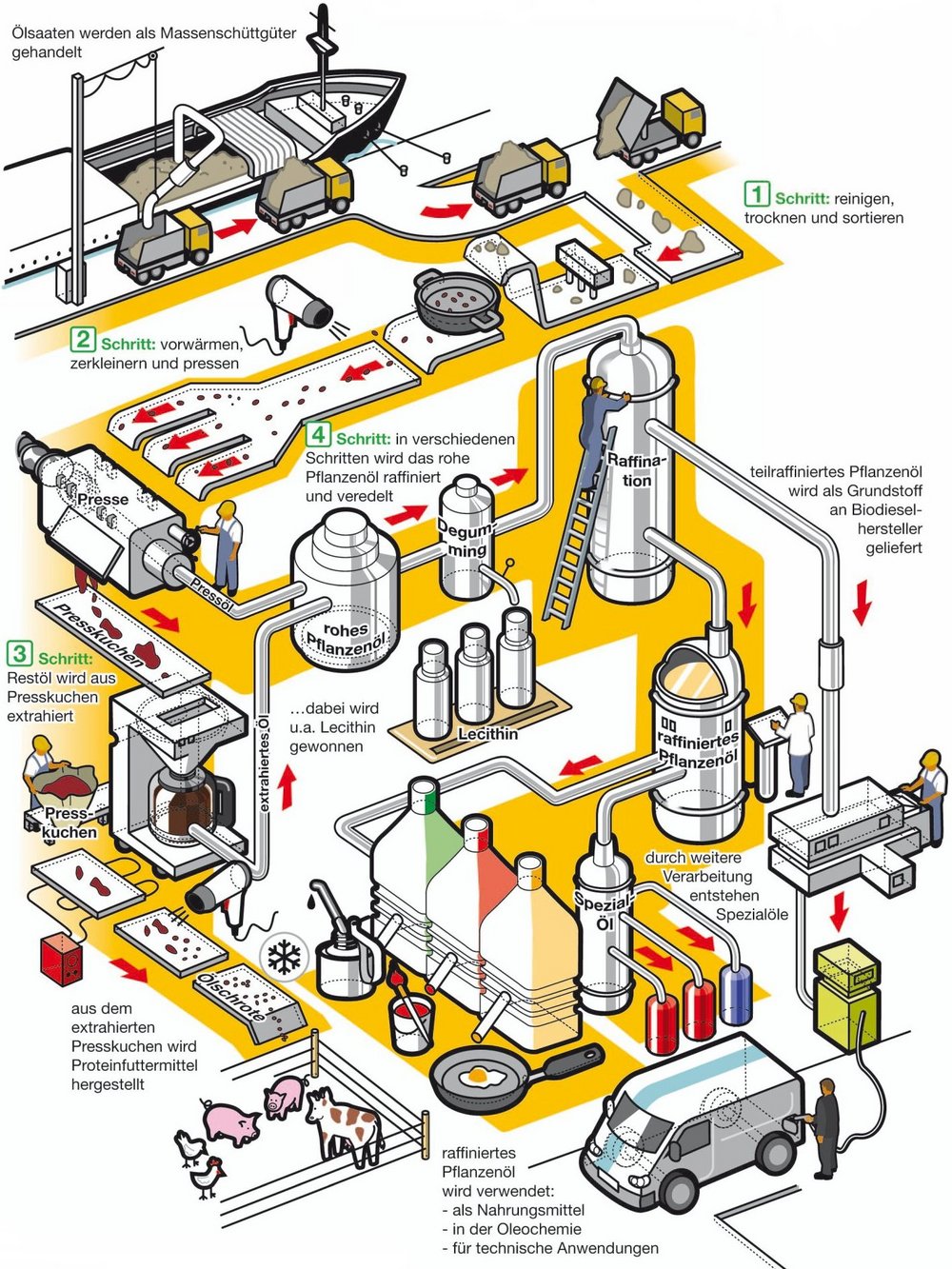 Die schematisch Darstellung zeigt den Ablauf der Rapsölherstellung in einer industriellen Ölmühle. 