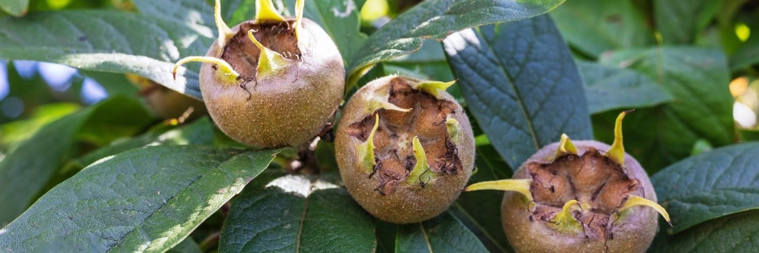 An einem Ast mit länglichen dunkelgrünen Blättern hängen drei hellbraune Mispeln mit hellgrünen Kelchblättern.