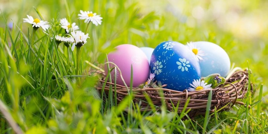 Ein Osternest gefüllt mit bunt gefärbten Eiern steht auf einer Wiese mit Gänseblümchen.  . Artikel "Vom Stall bis ins Osternest" öffnen.