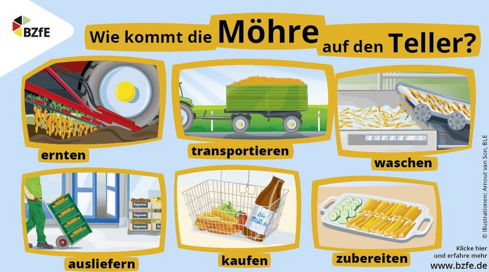 Anhand von Zeichnungen wird gezeigt welche Arbeitsschritte vom Feld bis zum Supermarkt nötig sind. 