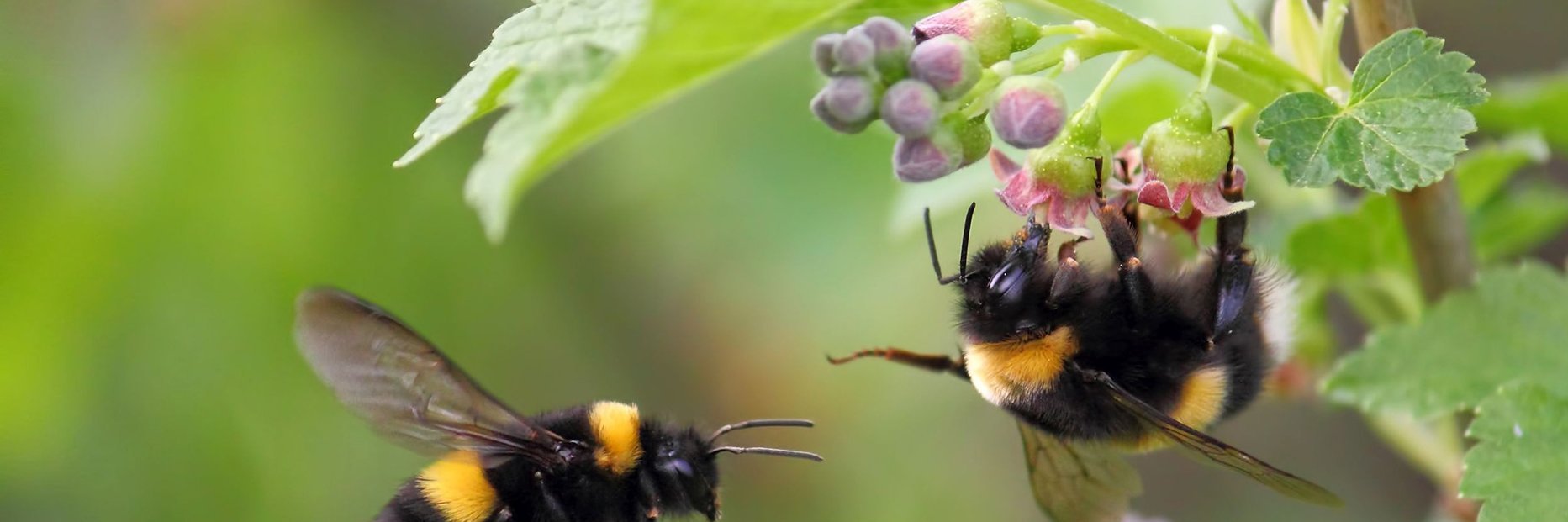 Hummeln am blühenden Johannisbeerstrauch
