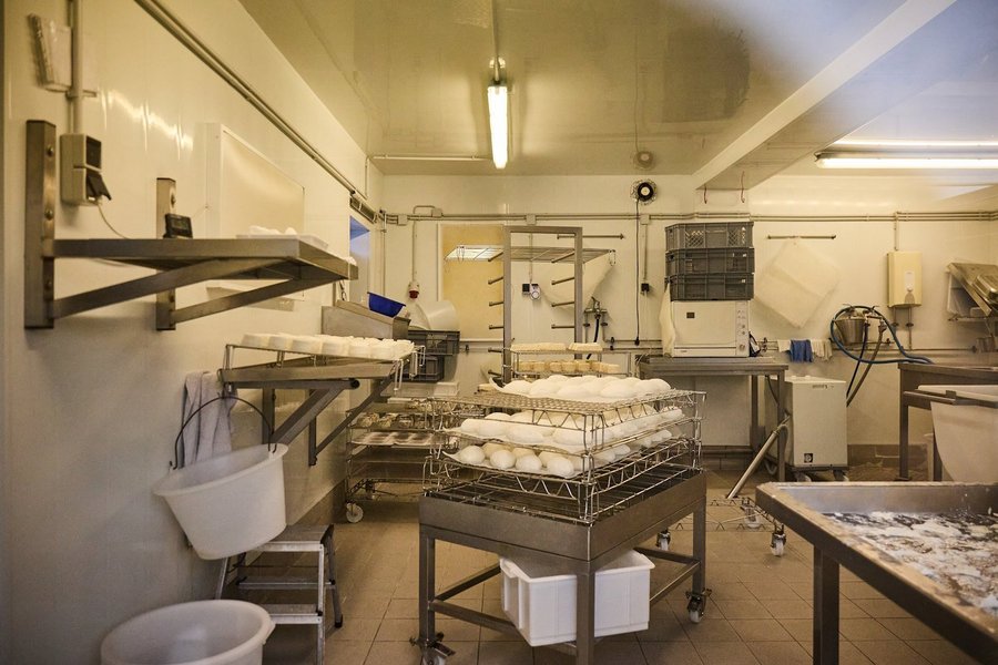 Im Raum einer Manufaktur liegen viele weiße Ziegenkäse auf einem Tisch.