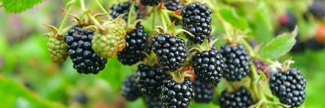 Brombeeren 
