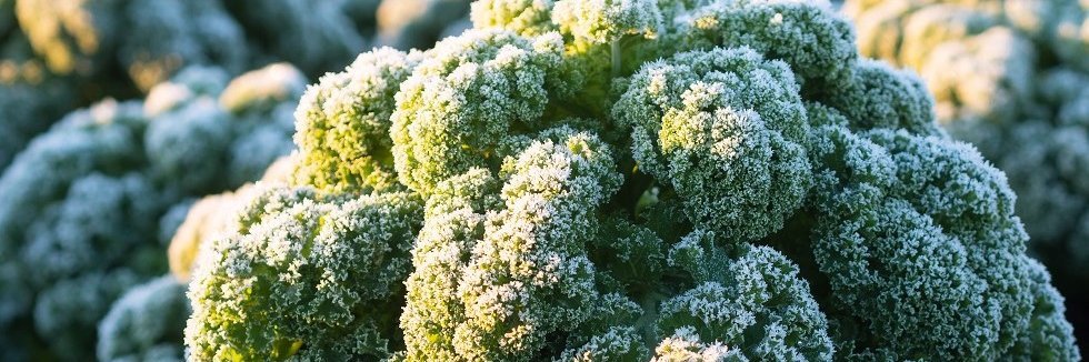 Grünkohl im Frost.