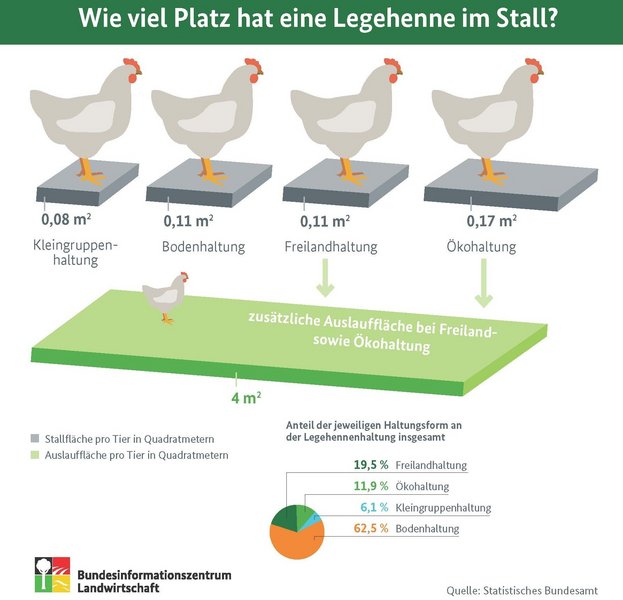 Eine Infografik zeigt die Größe der Stallfläche je nach Haltungsart.
