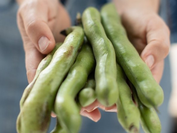 Zwei Hände halten mehrere grüne Bohnenschoten.