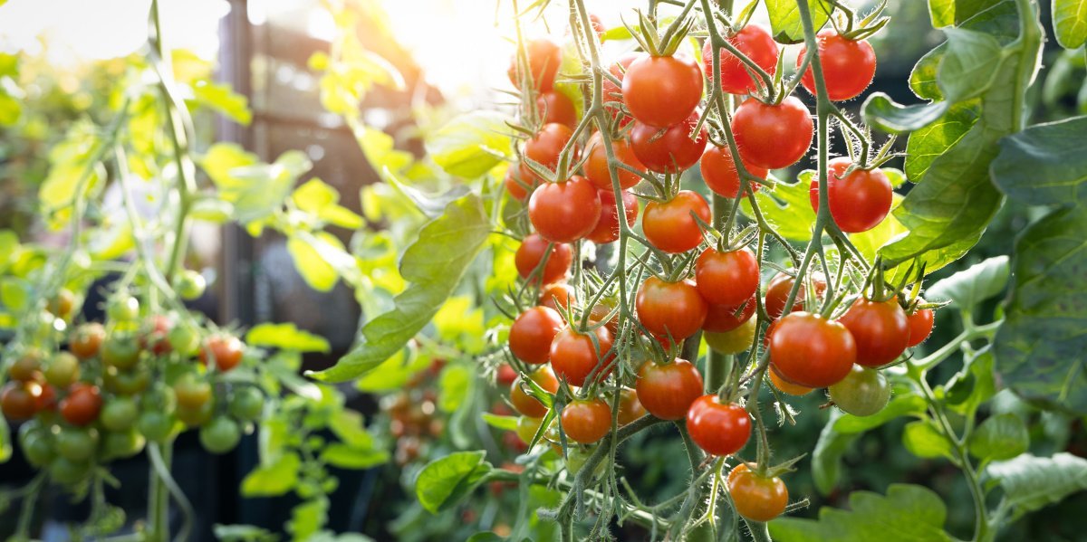 Reife Rispentomaten hängen an einem Strauch.. Artikel "Tomaten: Gesundheit und Umwelt" öffnen.