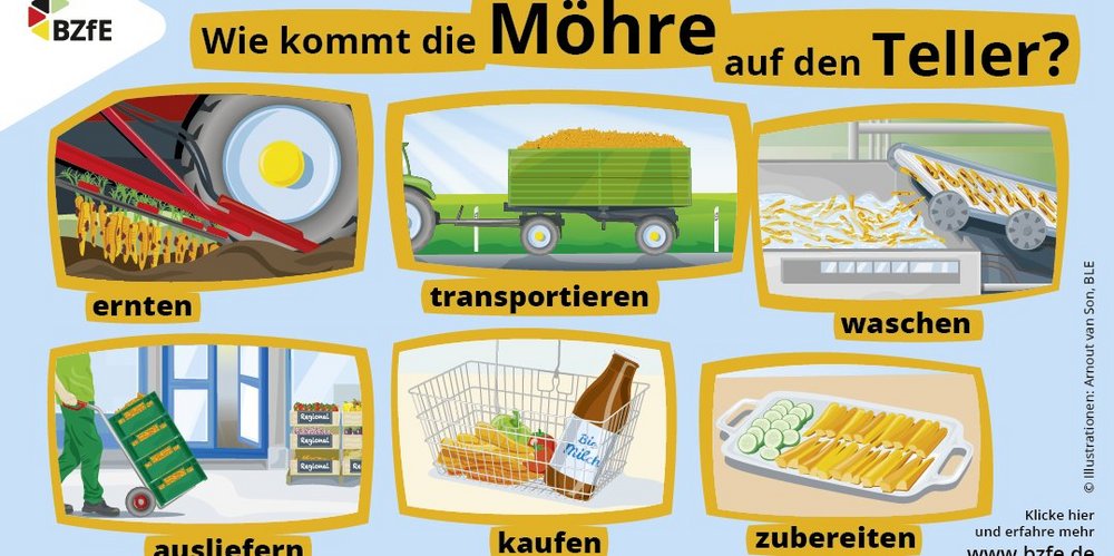 Anhand von Zeichnungen wird gezeigt welche Arbeitsschritte vom Feld bis zum Supermarkt nötig sind. 