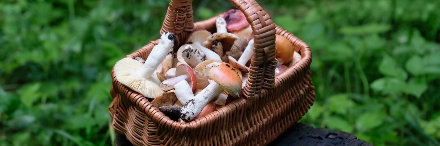 Ein eckiger Korb steht auf einem Baumstumpf im Wald, mit frisch gesammelten Pilzen gefüllt.