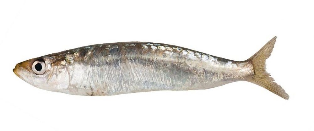Ein ganzer Fisch: Sardine