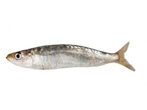 Ein ganzer Fisch: Sardine