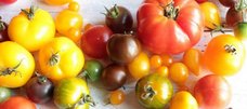 Verschiedene bunte Tomaten