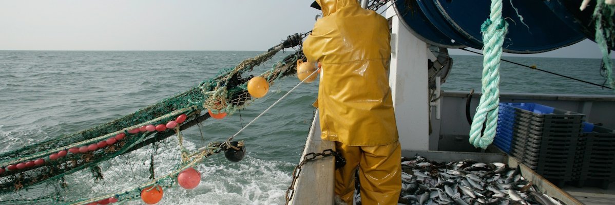 Ein Mann in gelbem Ölzeug zieht ein Netz vom Meer ins Fischerboot.