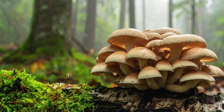 Blick auf einen umgestürtzten, moosbewachsenen Baumstamm im Wald aus dem eine Kolonie gelber Lamellenpilze wachsen.. Artikel "Transformation" öffnen.