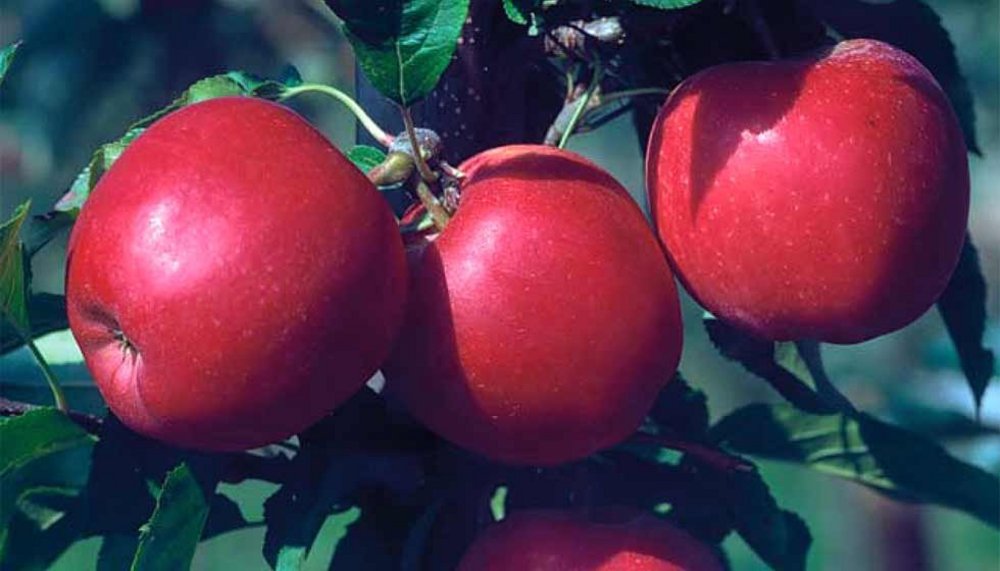 Drei rote Äpfel hängen am Zweig.