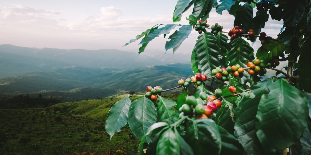 Ein Kaffeestrauch mit Kaffeekirschen hängt vor der Kulisse eines Kaffeeplantage im Nebel.. Artikel "Kaffee: Auf dem Acker" öffnen.