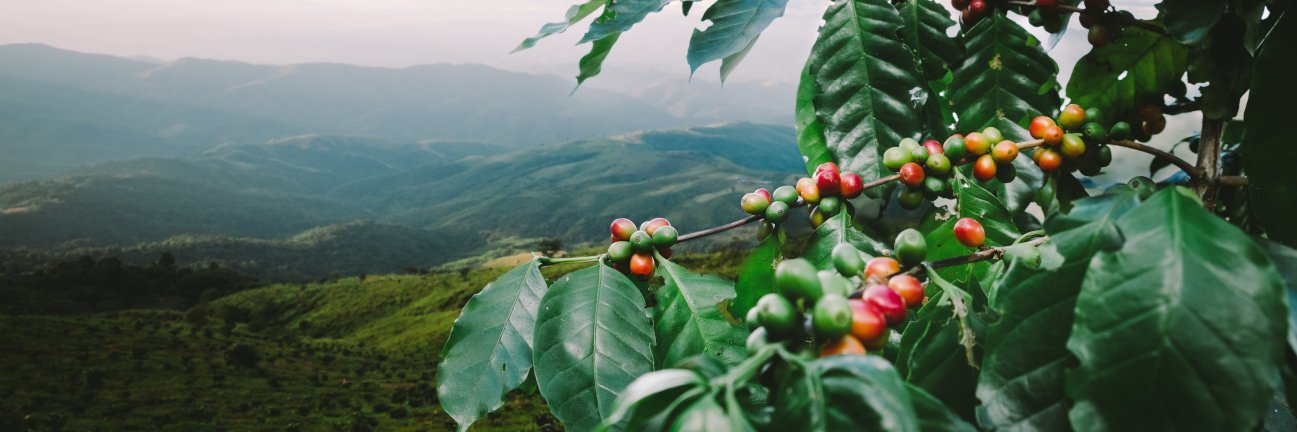 Ein Kaffeestrauch mit Kaffeekirschen hängt vor der Kulisse eines Kaffeeplantage im Nebel.