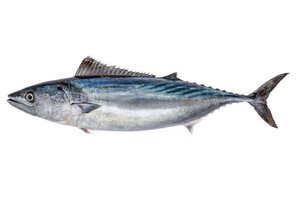 Ganzer Fisch: Thunfisch.