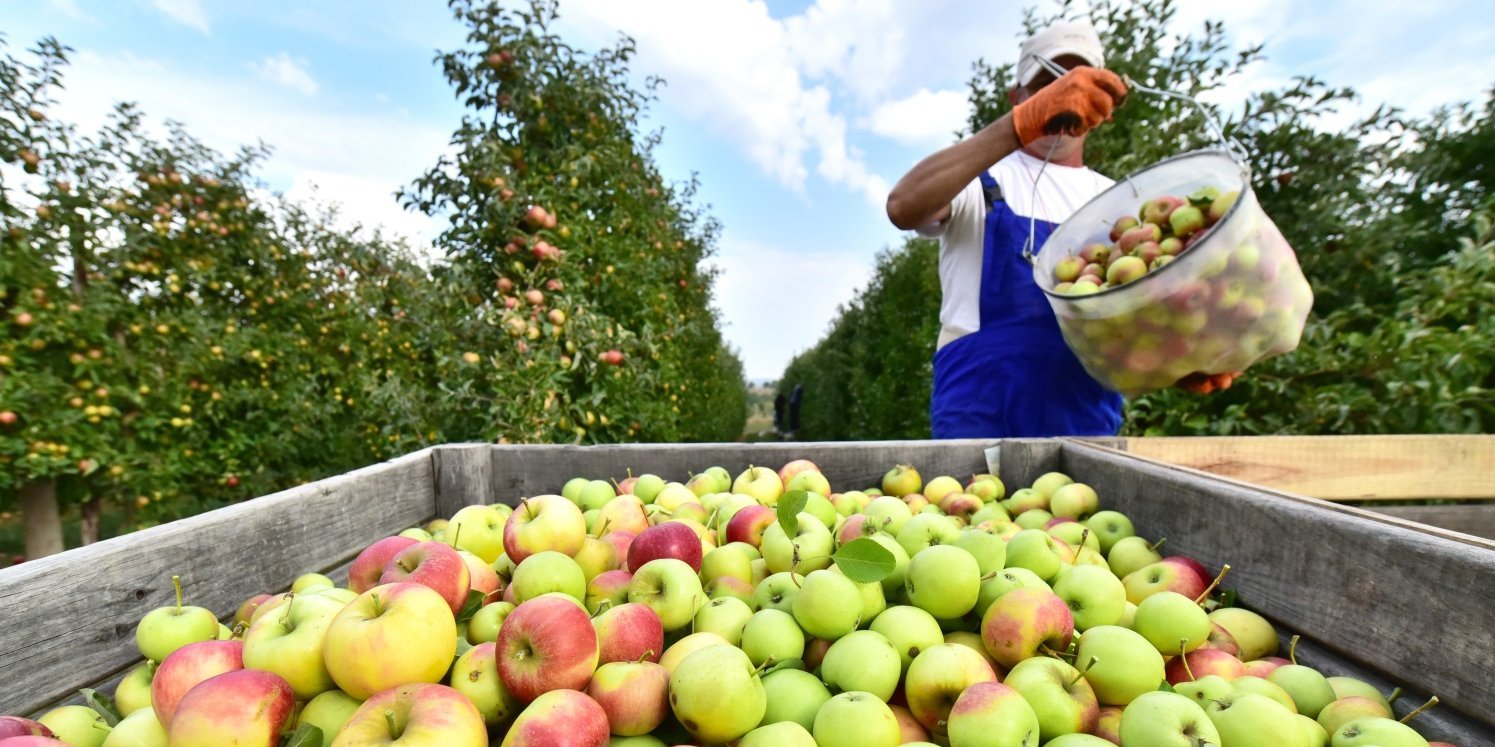 Ein Erntearbeiter schüttet einen Eimer mit Äpfeln in einen Hänger voller grün-roter Äpfel. Im Hintergrund ist eine Apfelplantage.. Artikel "Obst und Gemüse aus Deutschland?" öffnen.