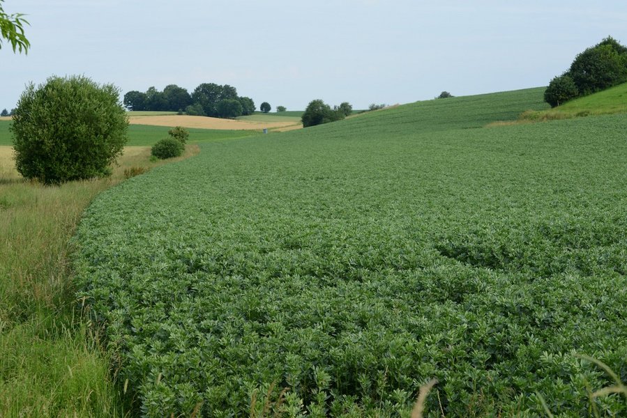 Ackerbohnen wachsen auf einem Feld.