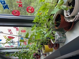 Selbstgezogene Gemüsepflanzeb auf einer Fensterbank