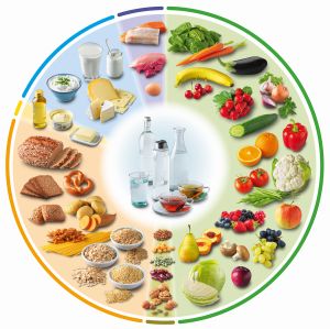 DGE-Ernährungskreis mit gezeichneten Lebensmitteln