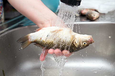 Bild: Ein Fisch wird abgespült.