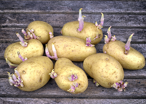 Bild: Keimende Kartoffeln.