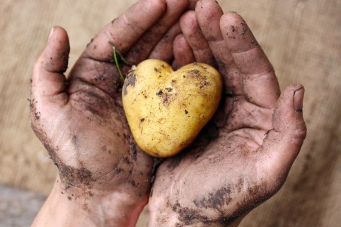 Bild: Eine Kartoffel in Herz-Form.