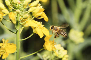 Biene fliegt vor gelber Blüte