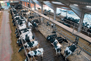 Blick von oben in einen Bodenlaufstall mit Rindern