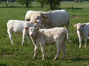 Charolais-Rinder: Mutterkuh und Kälber