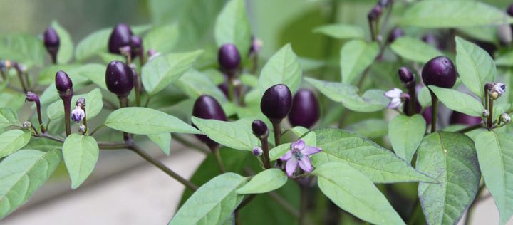 Chilipflanze der Sorte "Pretty in Purple" mit violetten Blüten und violetten Früchten