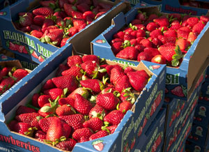 Erdbeeren in Pappkisten