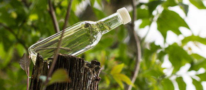 Glasflasche mit Holunderblütensirup auf einem Altholzpfahl vor einem noch grünen Holunderbusch