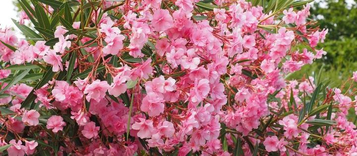 blühender rosafarbener Oleander