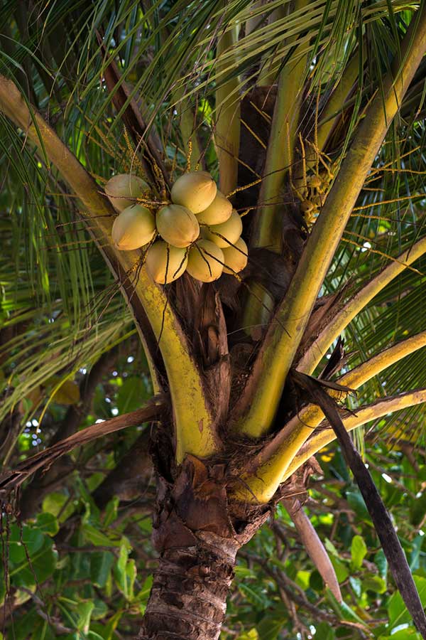 Kokosnüsse an Kokospalme