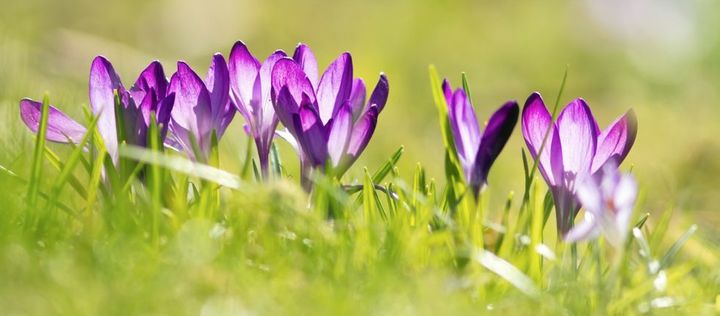 Violette Krokusse im Rasen